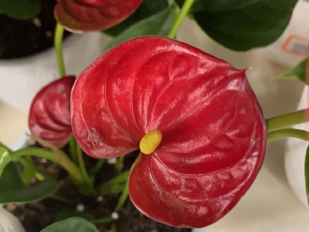 アンスリウムが咲かないのはなぜ？Anthurium andraeanumのケアを理解する
