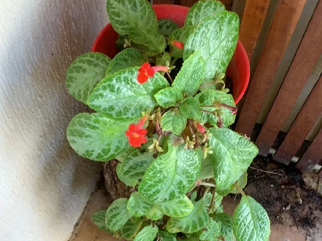 エピスシア・クプレアータ（Episcia cupreata）が開花しない理由