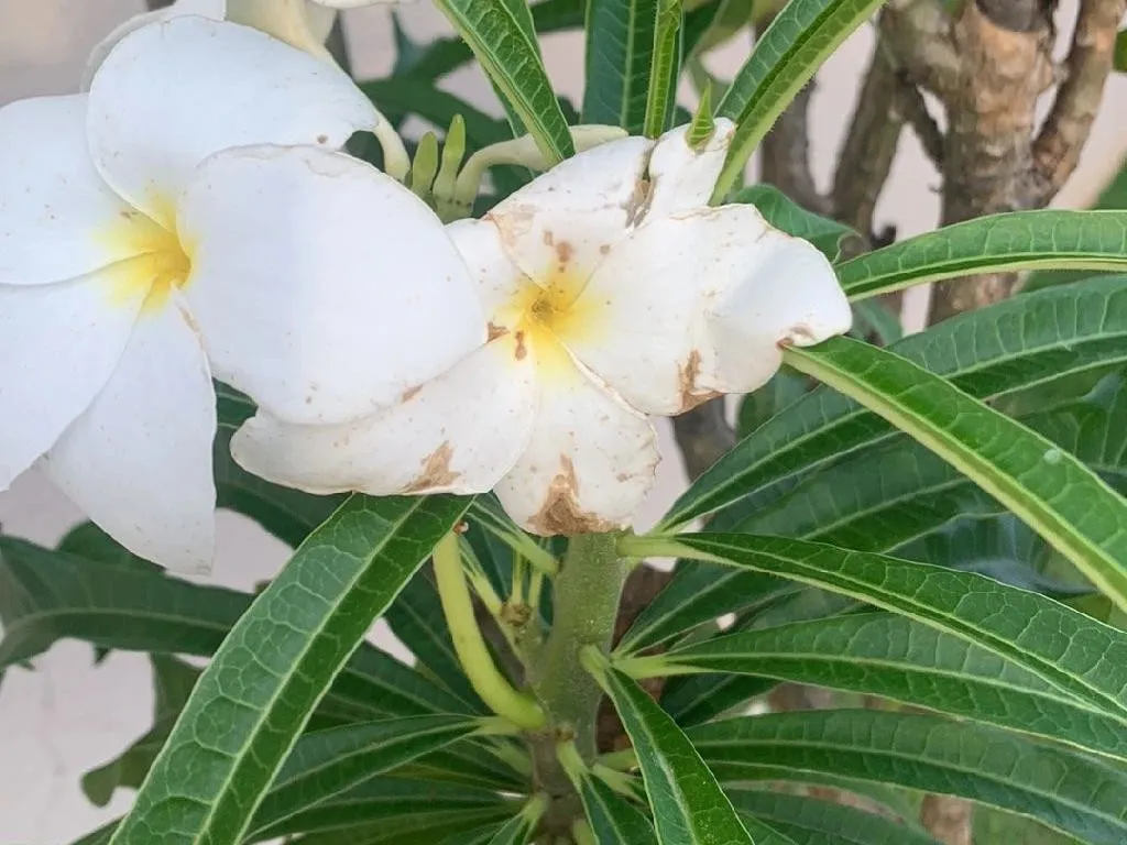 プルメリア・プディカが咲かない理由:Plumeria pudicaのためのトラブル