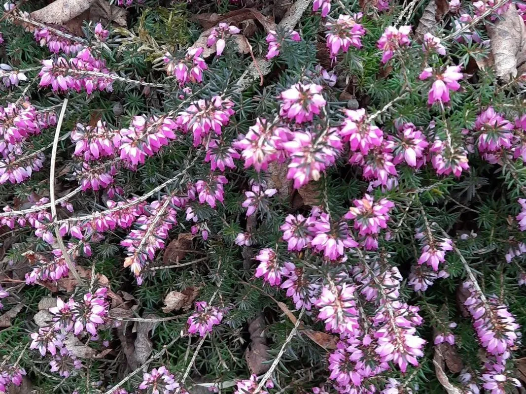 Trasplante de Brezo. Fácil y rápido. #plantas #maceta #trasplante #brezo, image size:1067x800
