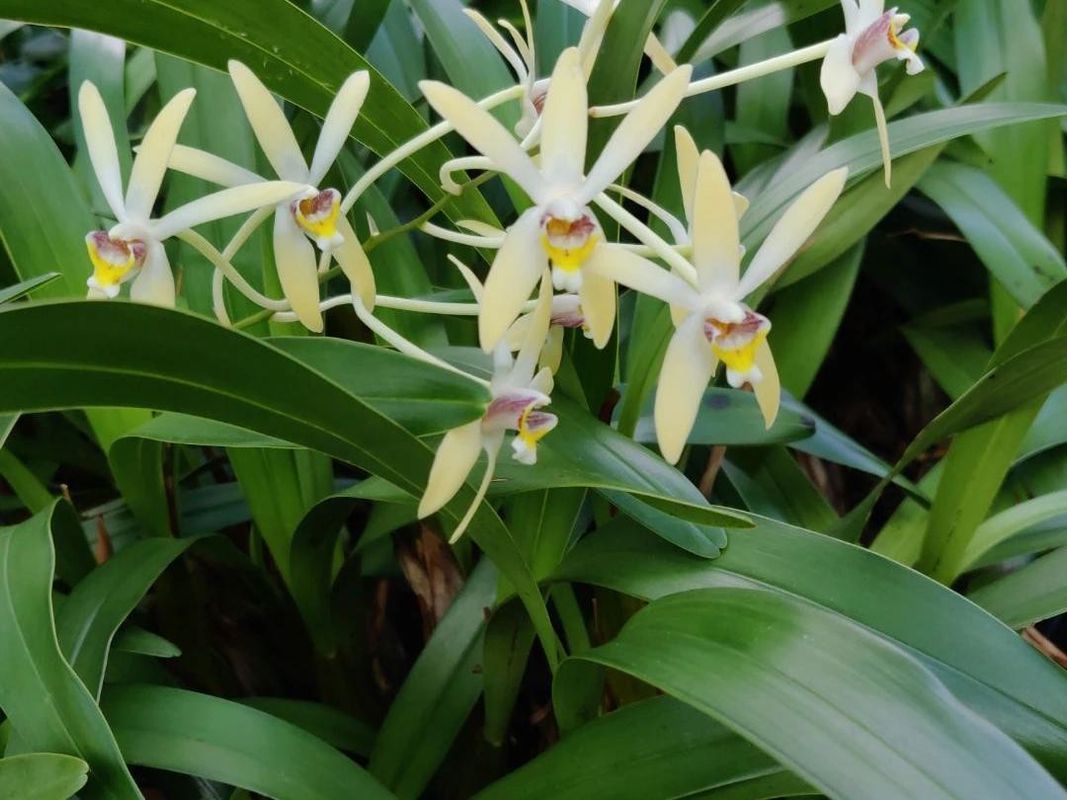 フウラン（風蘭）が咲かない理由：Vanda falcataのためのトラブル