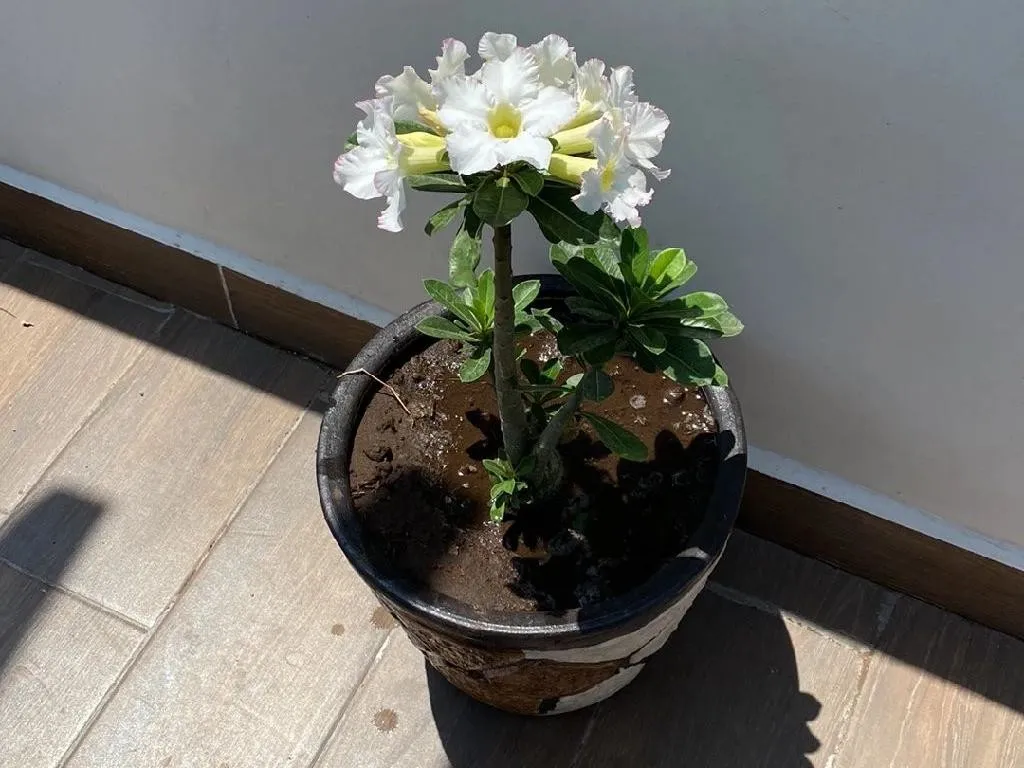 Bulbo Di Rosa Del Deserto (Adenium Obesum) – Pianta Grassa Perenne, Resistente Alla Siccità, 1 Bulbo Vero