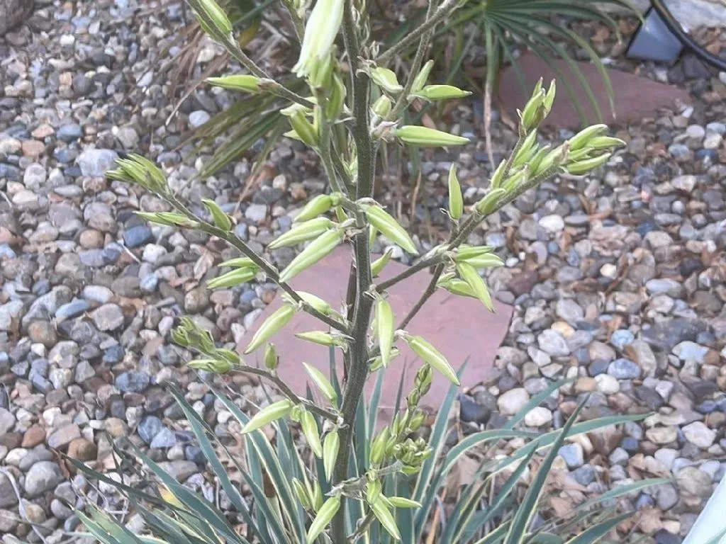 sansevieria bacularis schneiden Fernwood Mikado main image 0