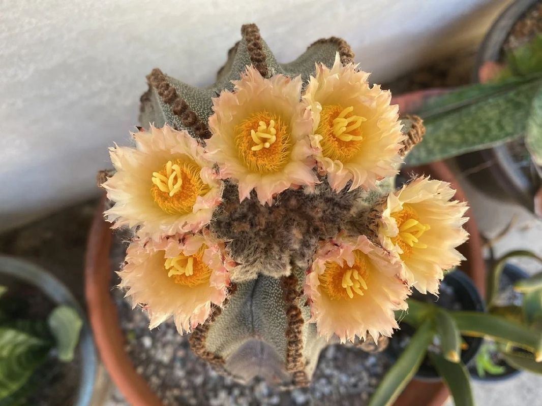 Why Won't Your Bishop's cap cactus Bloom? Uncovering Common Issues and  Solutions