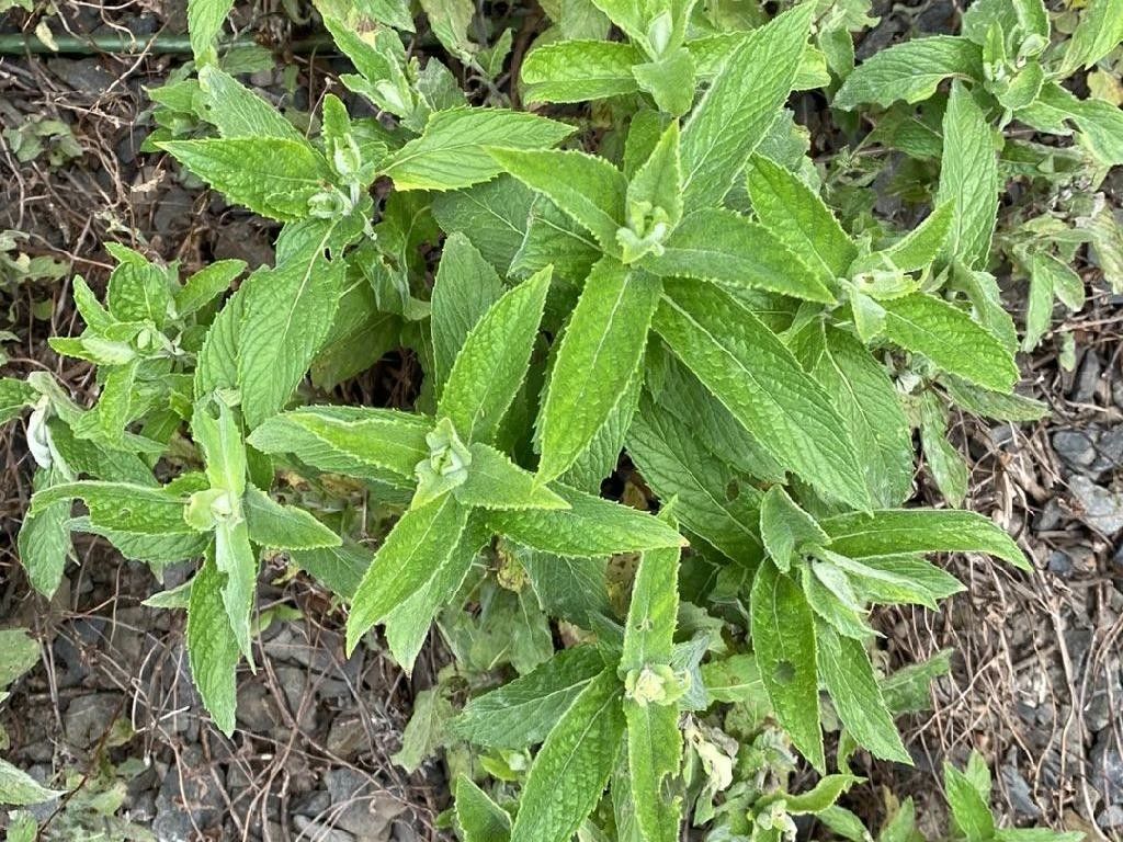スペアミント（Mentha spicata）が咲かないのはなぜ？開花の問題を理解する