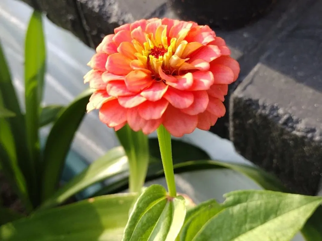 Por que meu Zínia não floresce? Dicas de resolução para Zinnia elegans, image size:1067x800