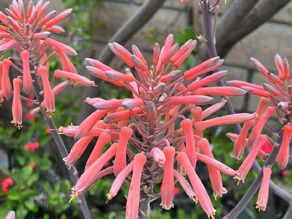 Why Won't My Soap aloe (Aloe maculata) Bloom? Tips for Flowering Success