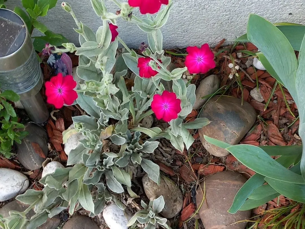 Why Your Rose campion Won't Bloom: Troubleshooting Tips