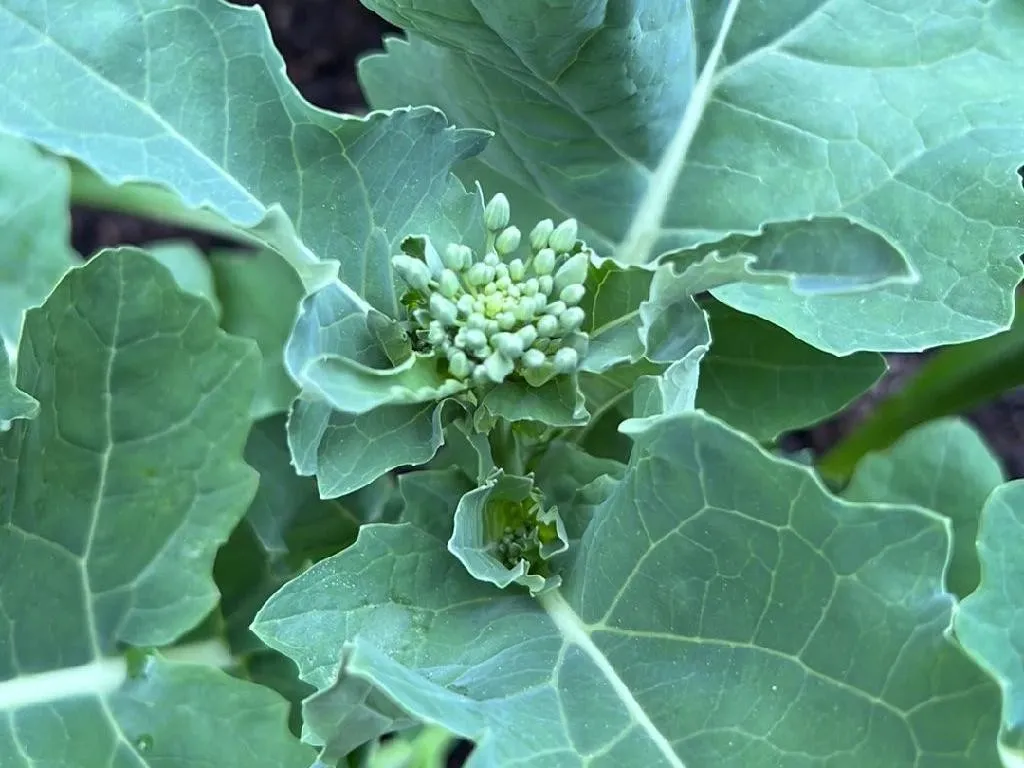 Plantas Verdes De Nabo Plantas De Cobertura De Solo: Conheça As 7