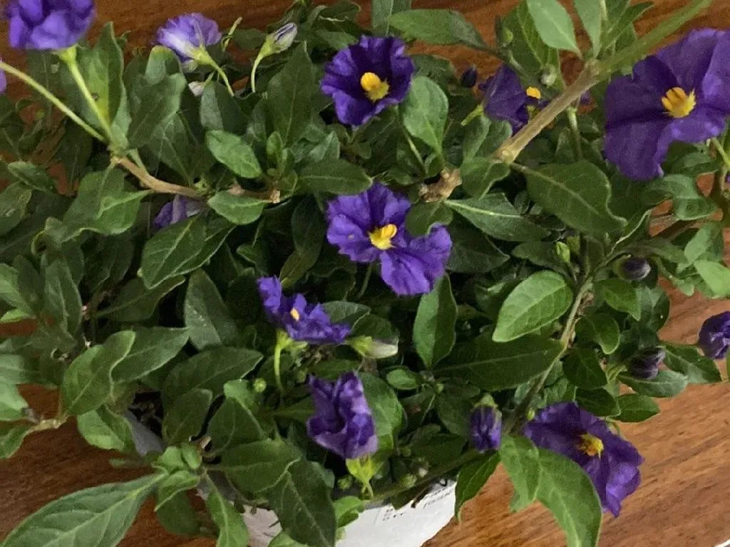 Por Qué Tu Solano de flor azul No Florece: Consejos y Soluciones de Expertos