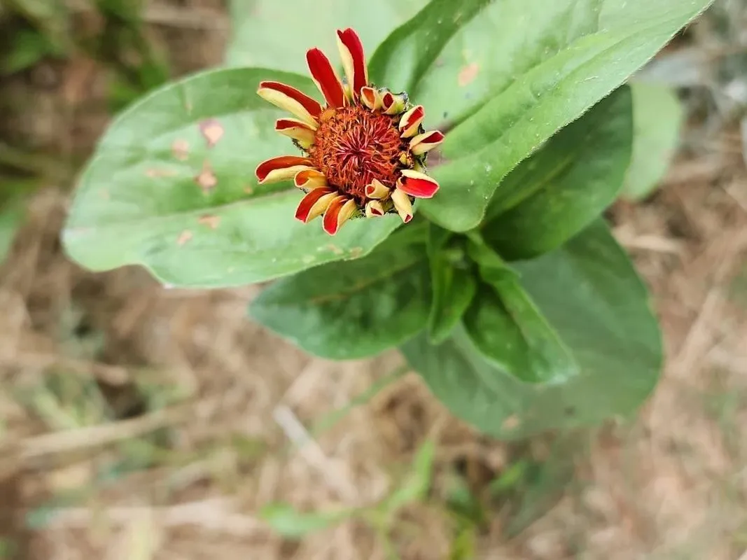 Por que meu Zínia não floresce? Dicas de resolução para Zinnia elegans, image size:1067x800