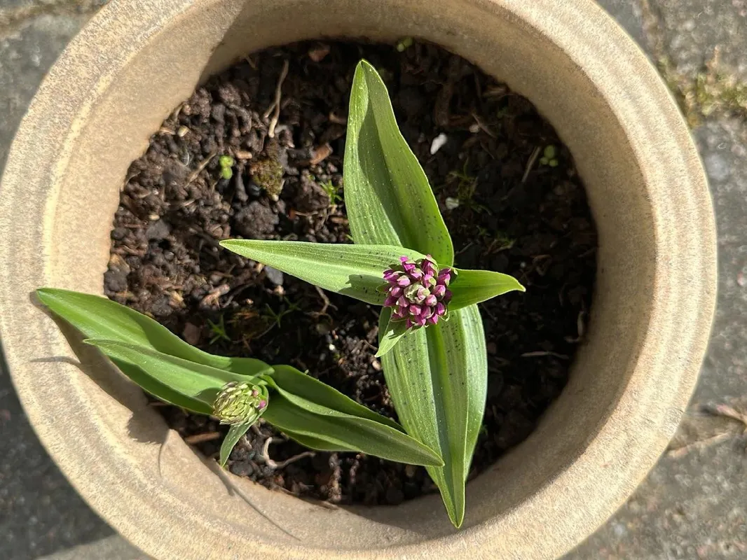 為何您的Orchis simia不開花：專家提示與解決方案