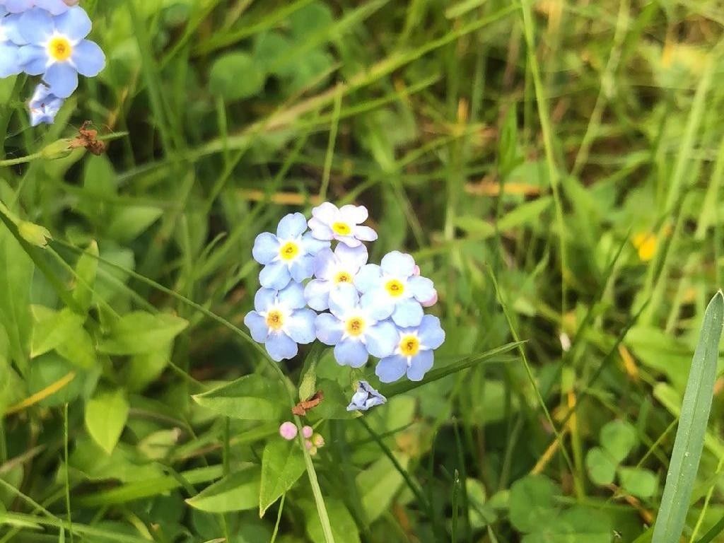 勿忘草になります。 4380_mphara-