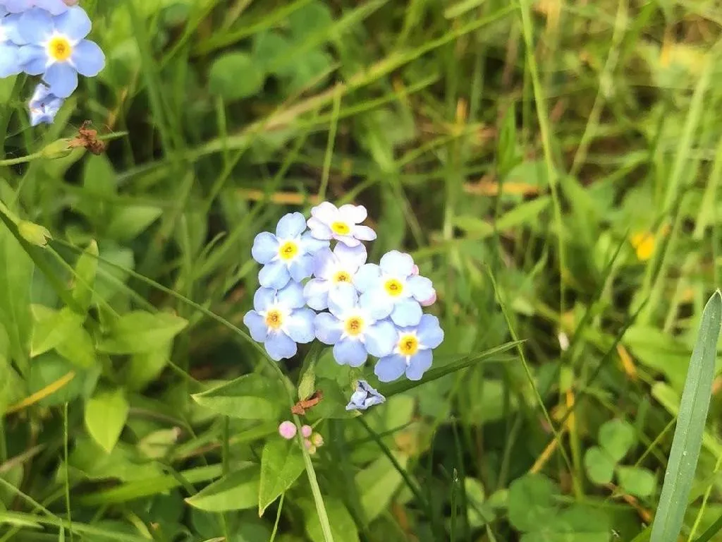 シンワスレナグサ（真勿忘草）が咲かない理由：原因と解決策