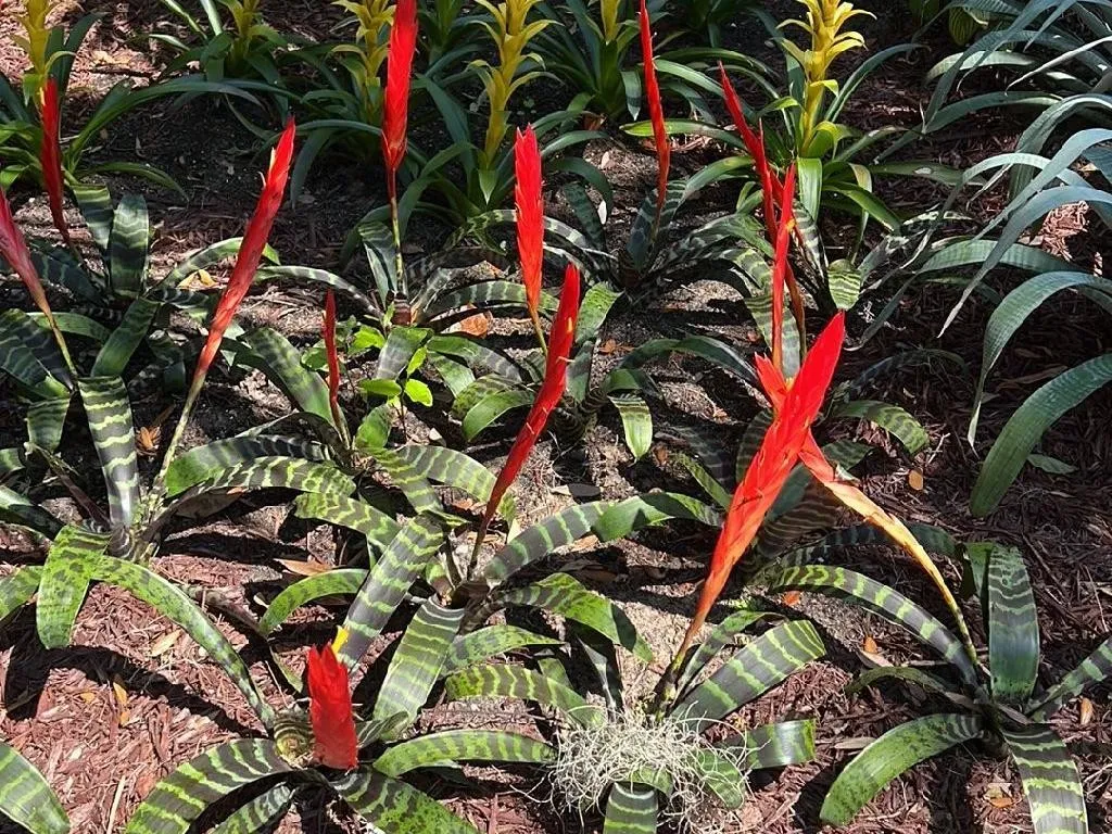Why Your Flaming sword bromeliad Won't Bloom: Tips and Solutions