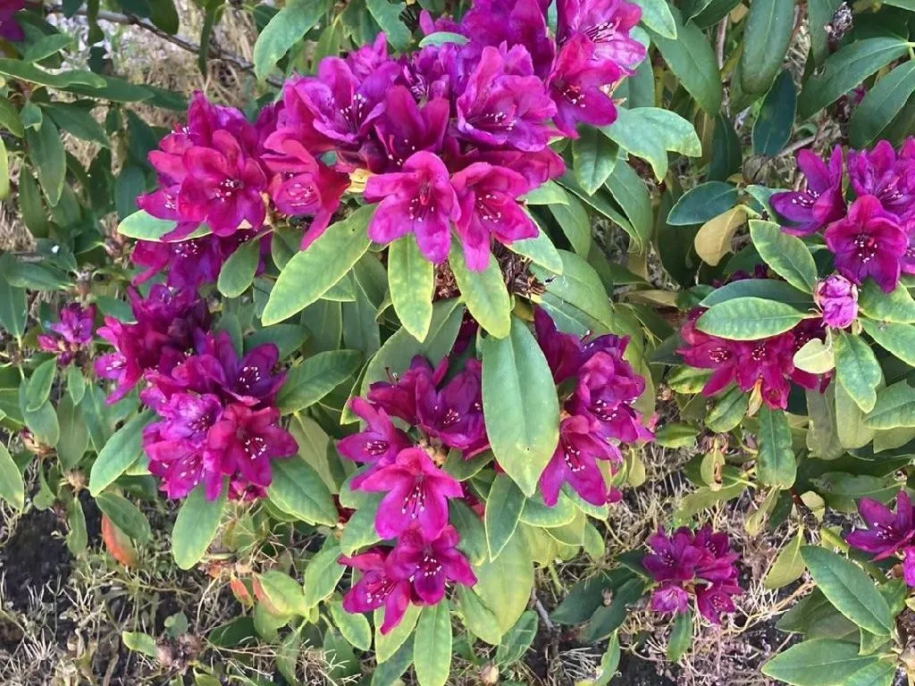 Why Won't My Pontic rhododendron Bloom? Tips to Encourage Flowering