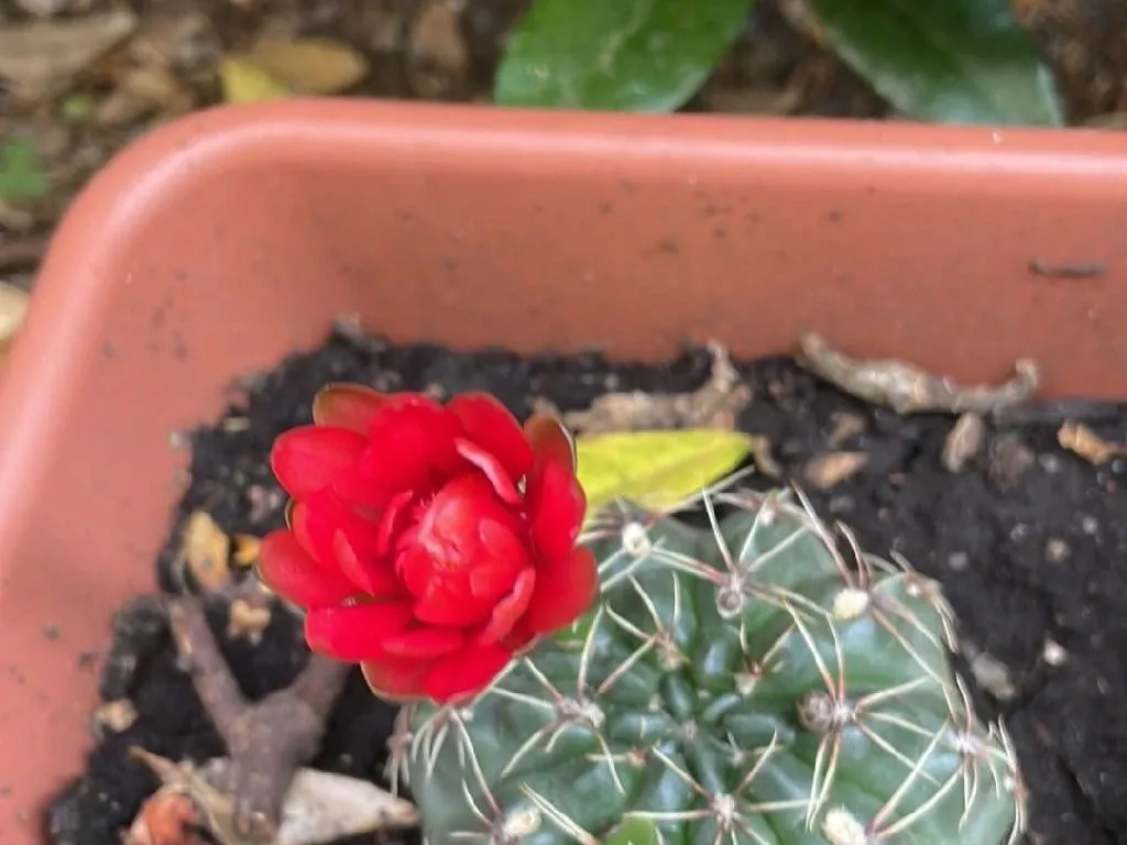 ヒカダマ(緋花玉)はなぜ開花しないのか?Gymnocalycium baldianumの ヒカダマ(緋花玉)はなぜ開花しないのか?Gymnocalycium baldianumの