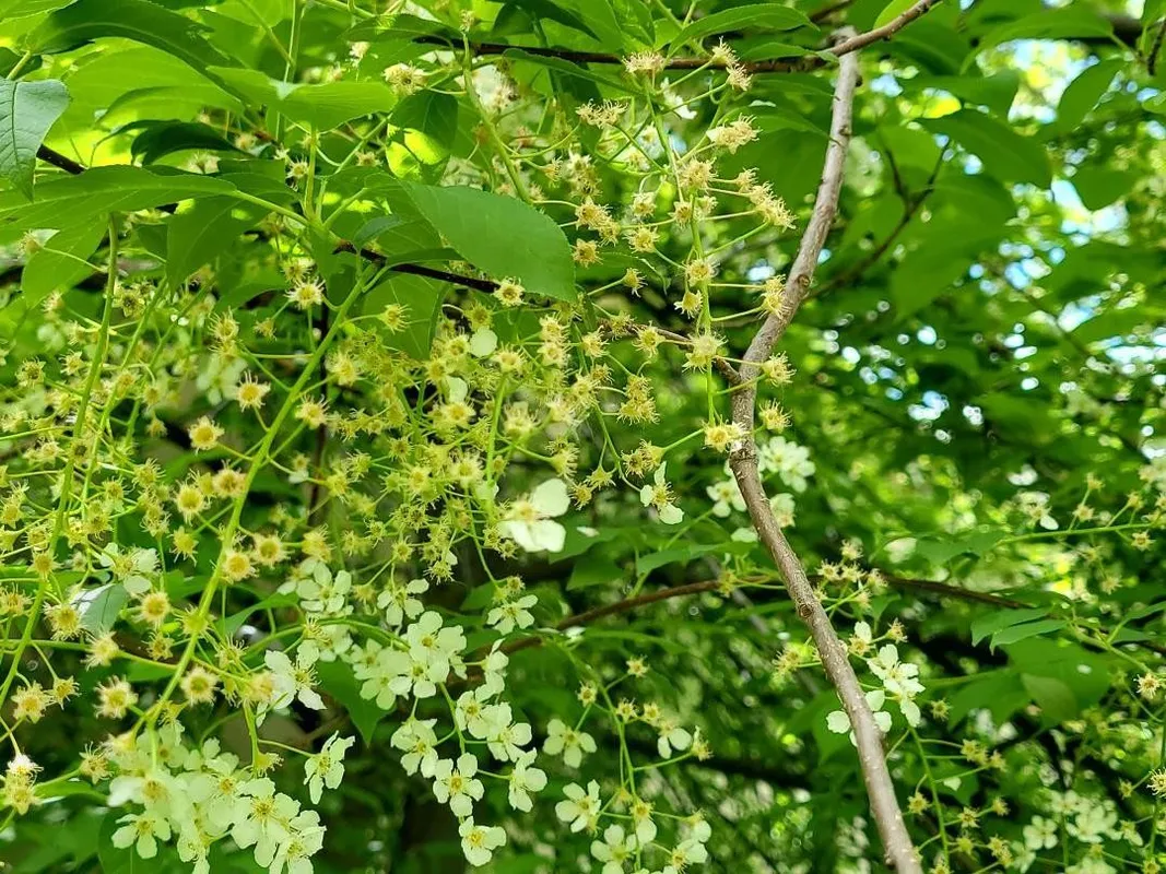 エゾノウワミズザクラ（蝦夷上溝桜）が咲かない理由：解決策と洞察