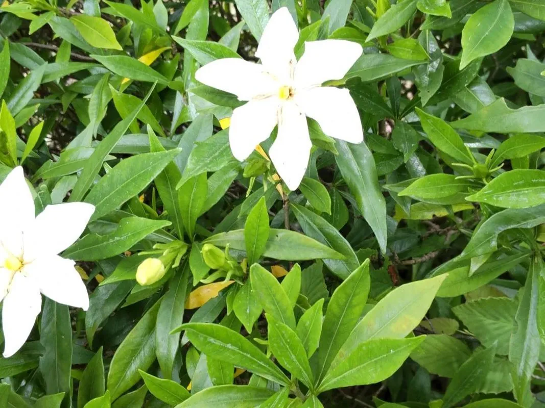 ガーデニア・ステノフィラが開花しない理由：鮮やかな花を咲かせるため
