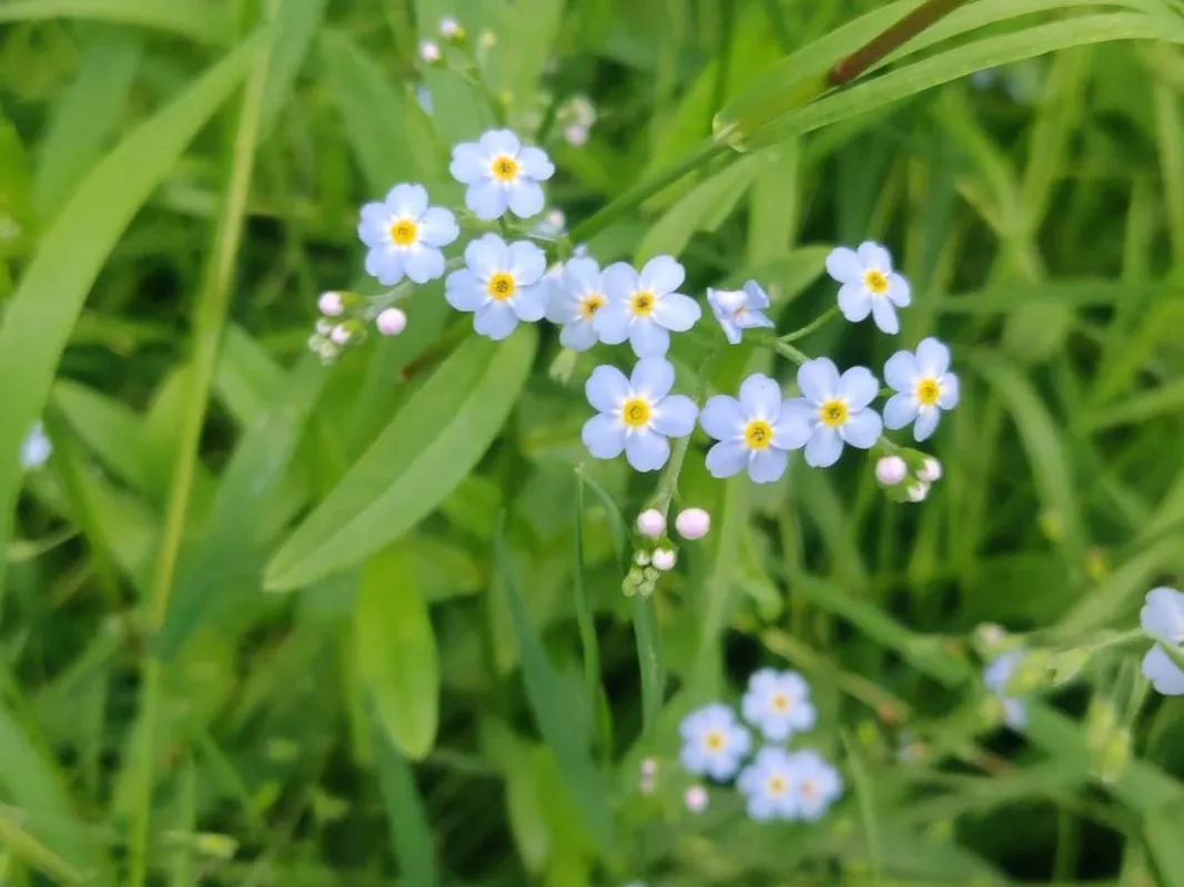 シンワスレナグサ（真勿忘草）が咲かない理由：原因と解決策