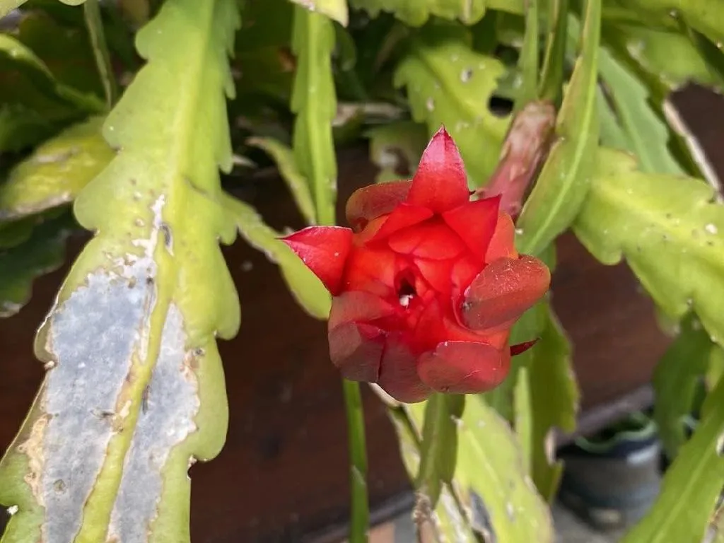 Warum Ihre Roter Orchideenkaktus nicht blht: Ursachen und Lsungen