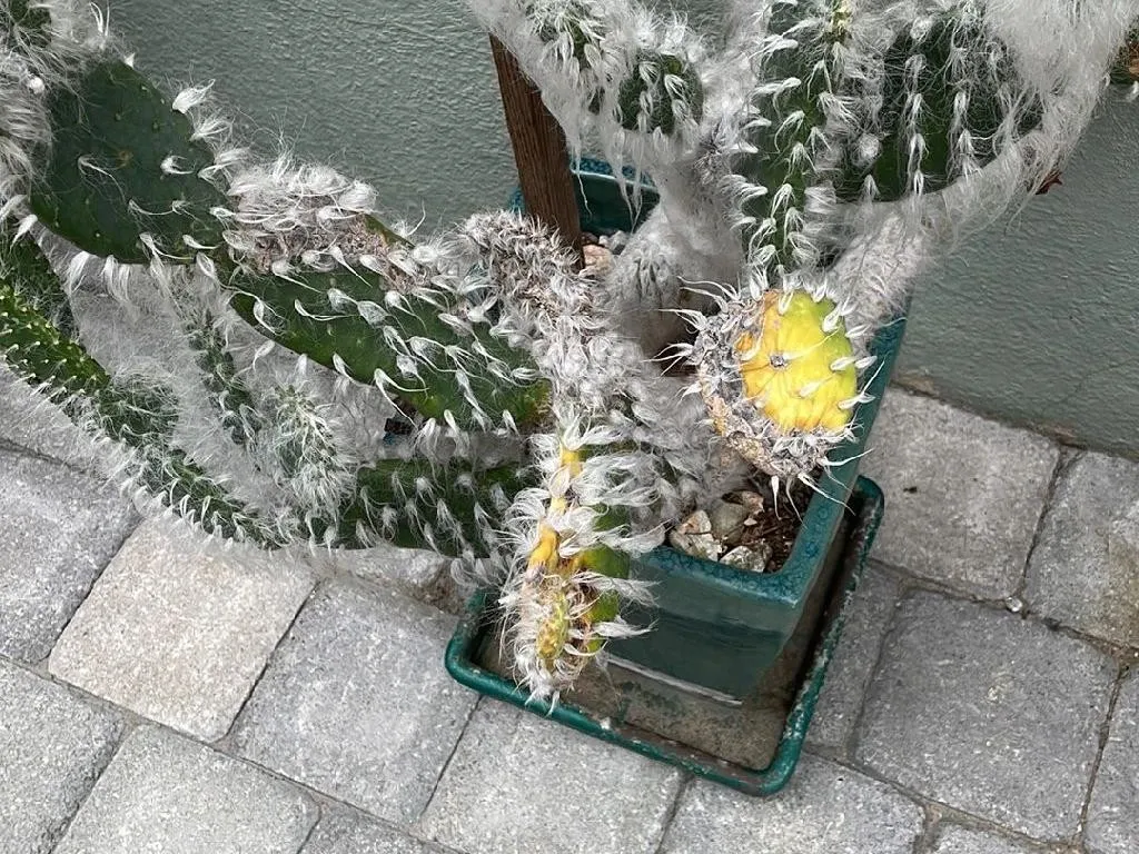 帝冠(テイカン)が咲かない理由：花を促すためのヒント