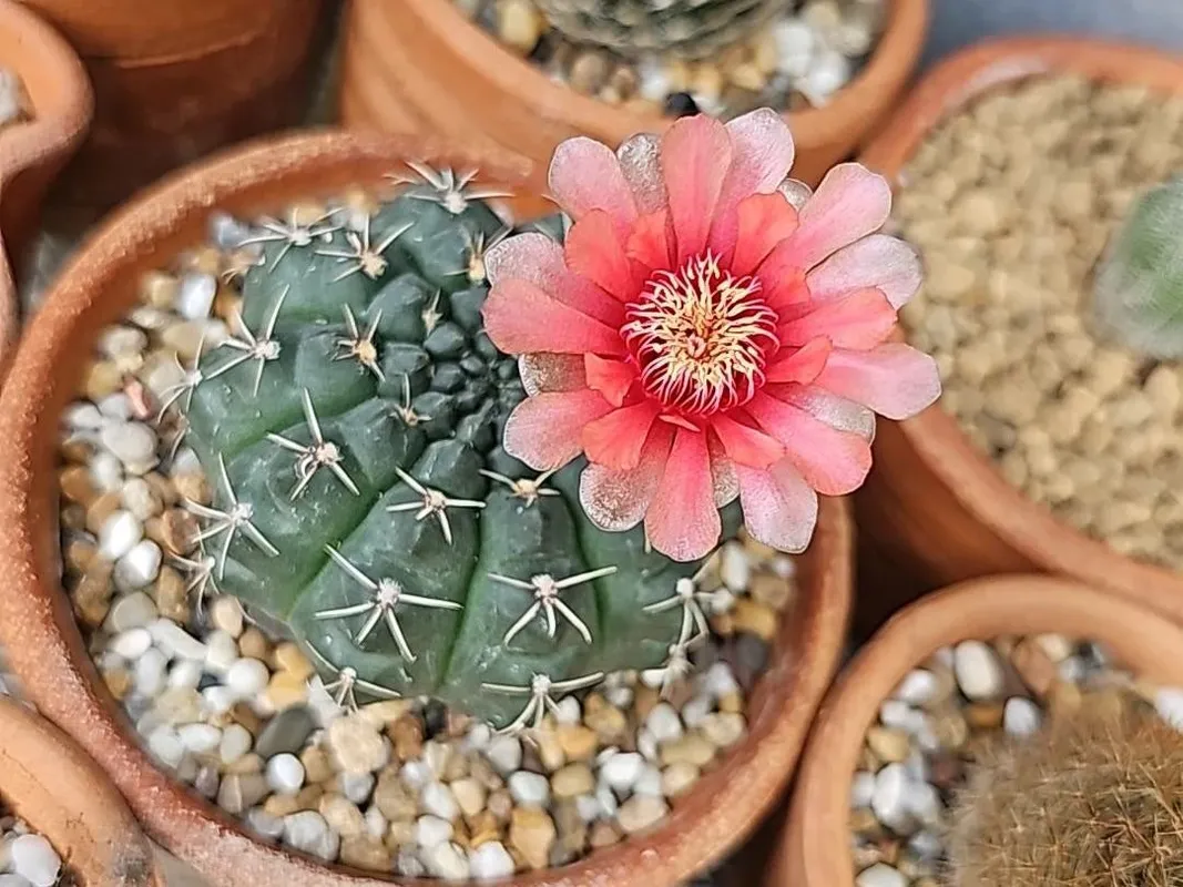 ヒカダマ(緋花玉)はなぜ開花しないのか?Gymnocalycium ヒカダマ(緋花玉)はなぜ開花しないのか?Gymnocalycium