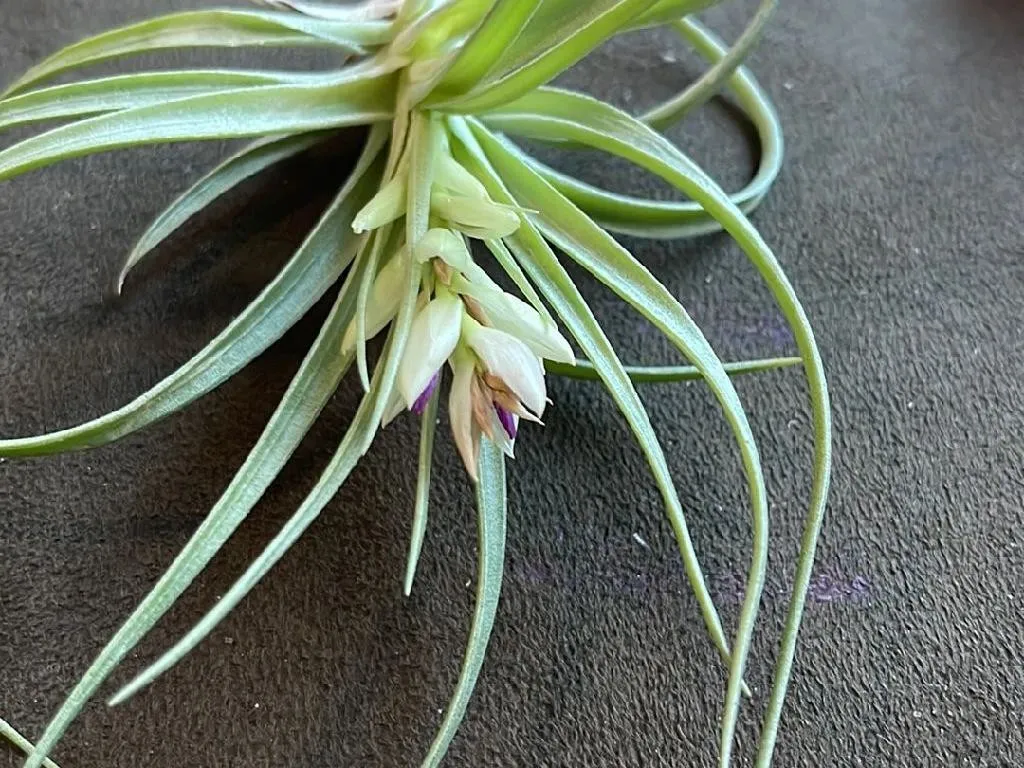 Why Your Spreading airplant Won't Bloom: Tips and Troubleshooting