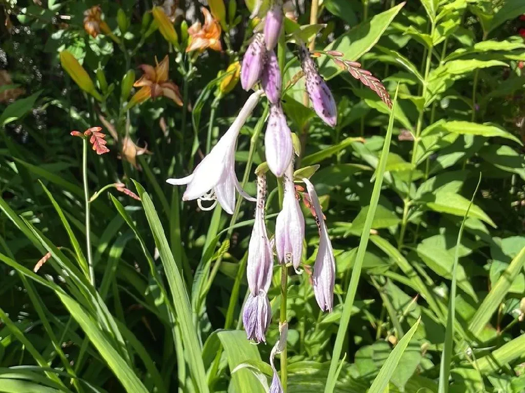 コバギボウシ（小葉擬宝珠）が咲かないのはなぜですか？Hosta