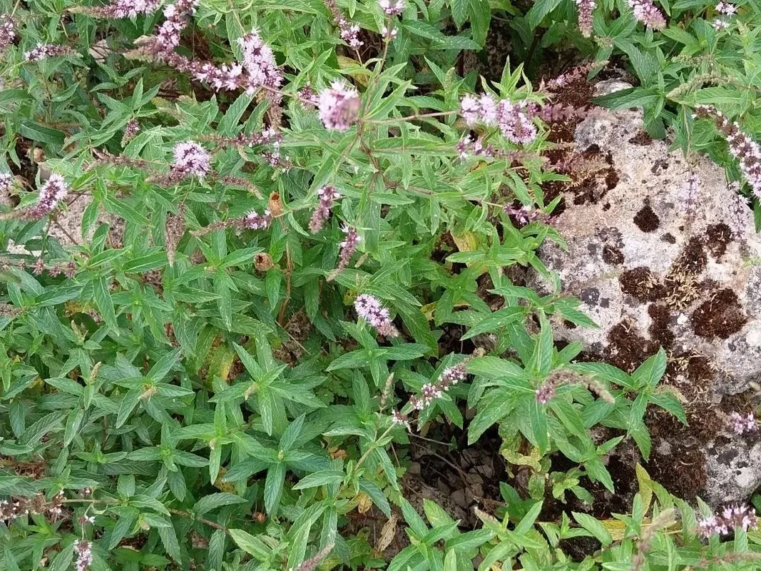 スペアミント（Mentha spicata）が咲かないのはなぜ？開花の問題を理解する