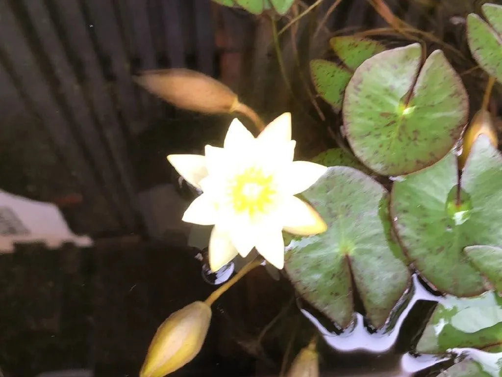 ヒツジグサ（未草）（Nymphaea tetragona）が花を咲かせない理由