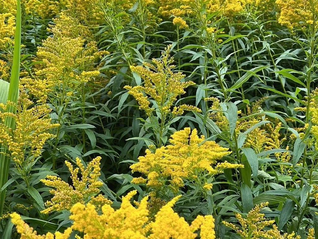 セイタカアワダチソウ（背高泡立草）が咲かないのはなぜ？Solidago
