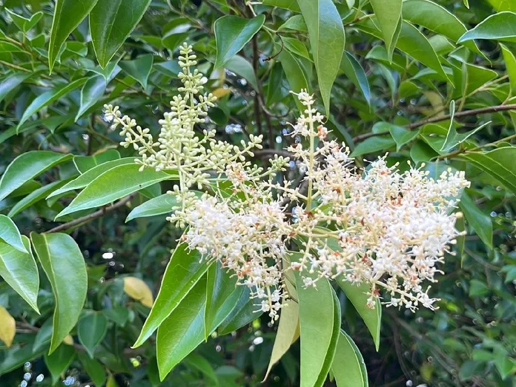トウネズミモチが咲かない理由とは？Ligustrum lucidumにおける開花の