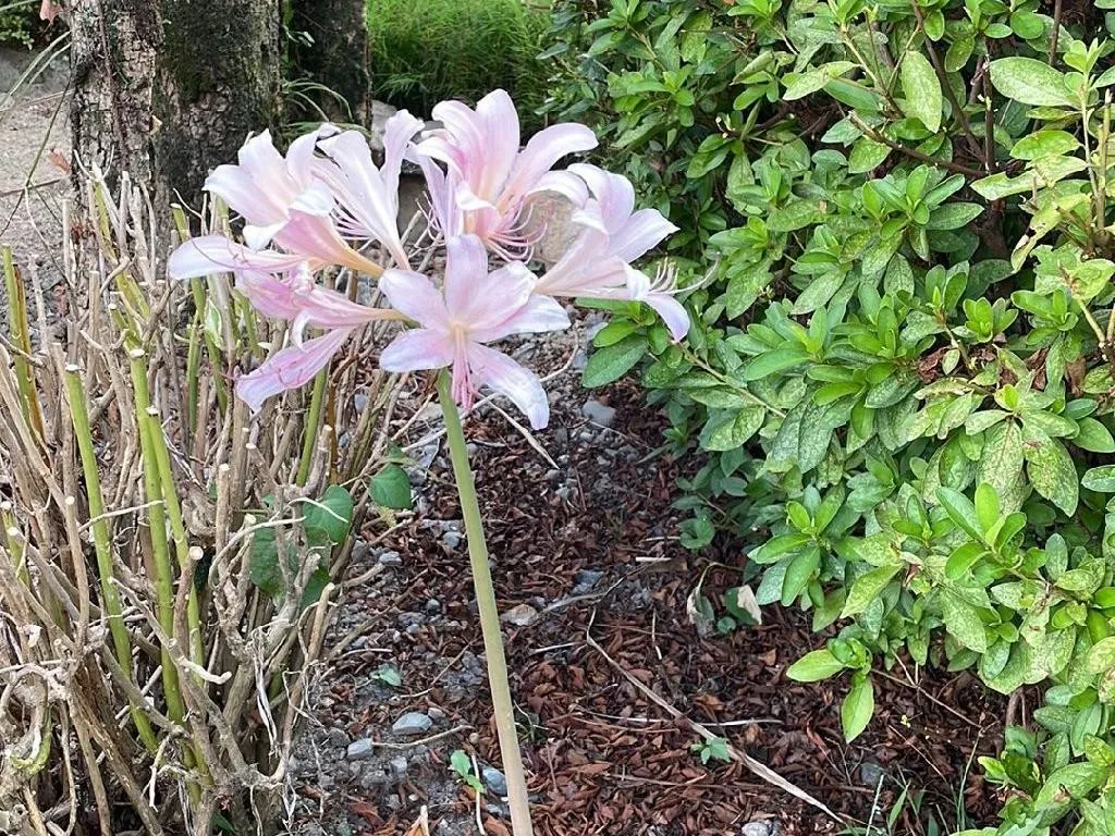 ナツズイセン（夏水仙）が咲かない理由：Lycoris squamigeraの花が咲か