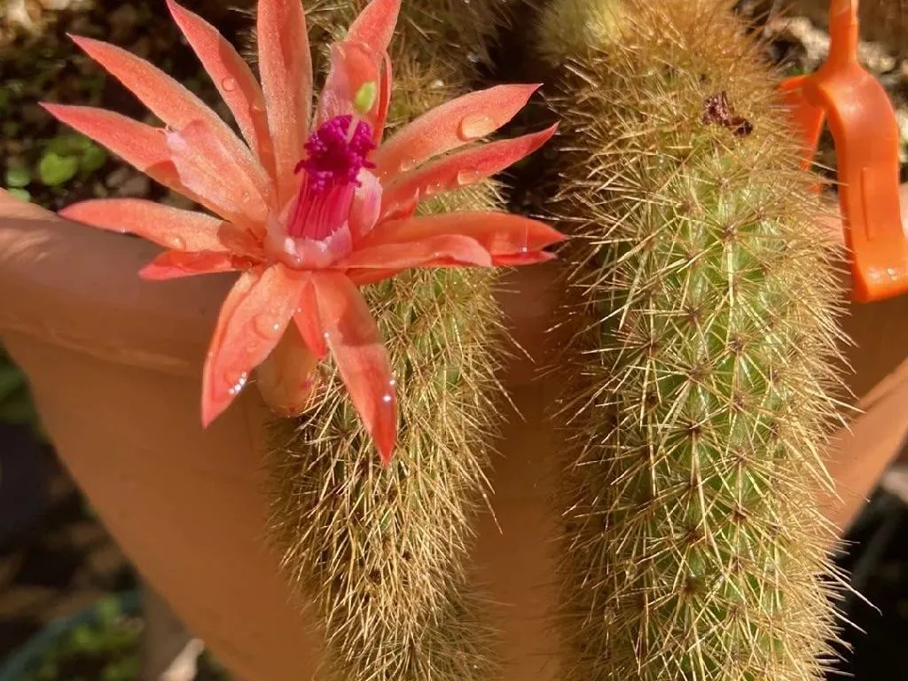 Why Your Rattail cactus Won't Bloom: Solutions and Care Tips