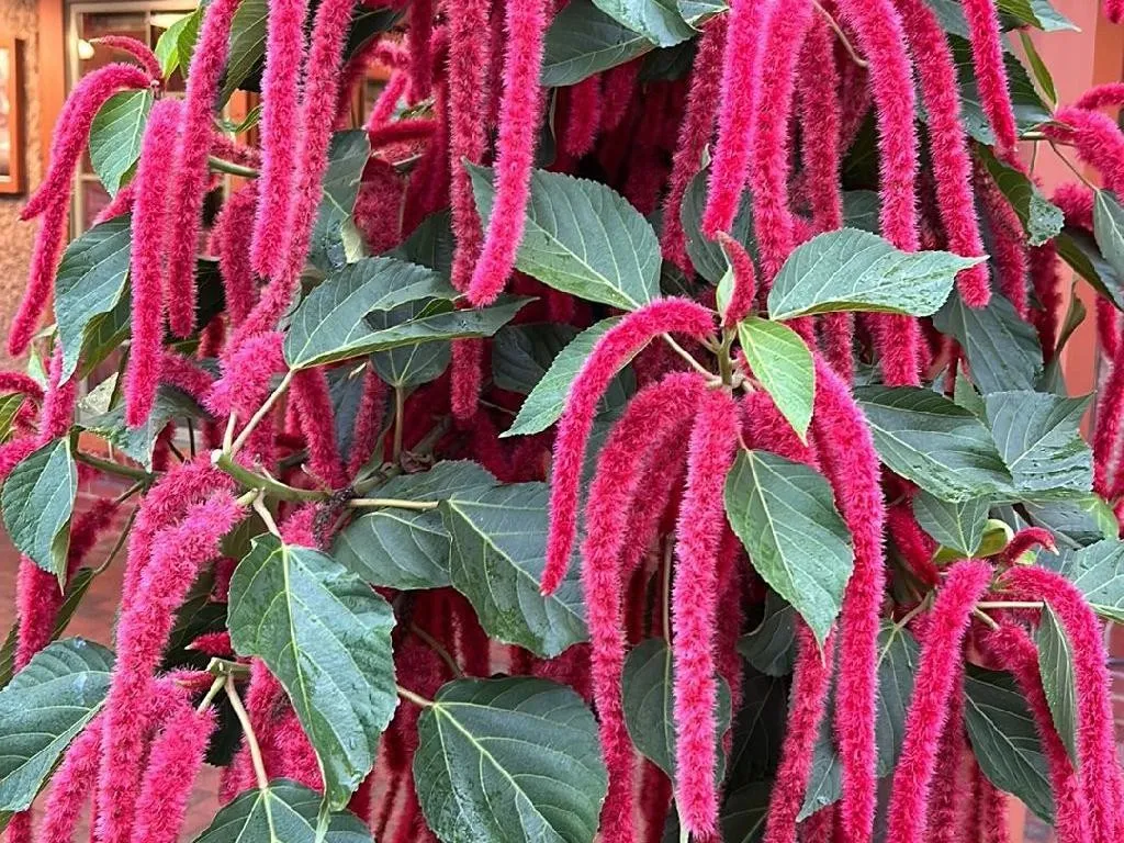 ベニヒモノキ（紅紐の木）が咲かないのはなぜ？Acalypha hispida
