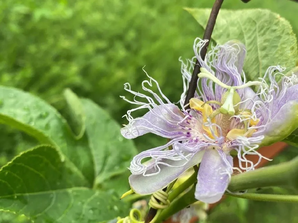 Warum Ihre Passionsblume nicht blht: Fehlersuche und Lsungen
