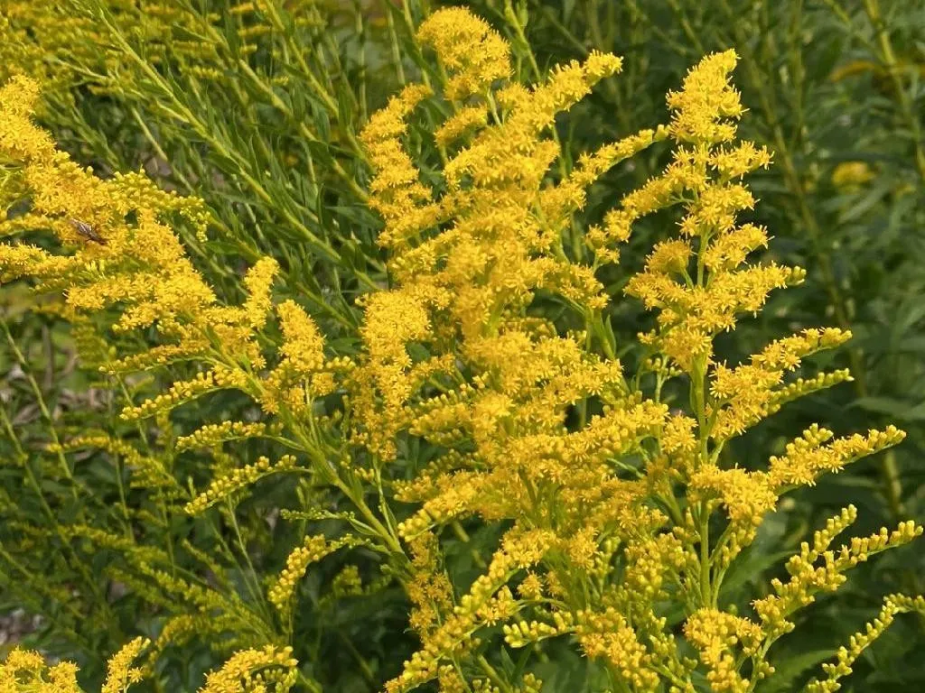 セイタカアワダチソウ（背高泡立草）が咲かないのはなぜ？Solidago