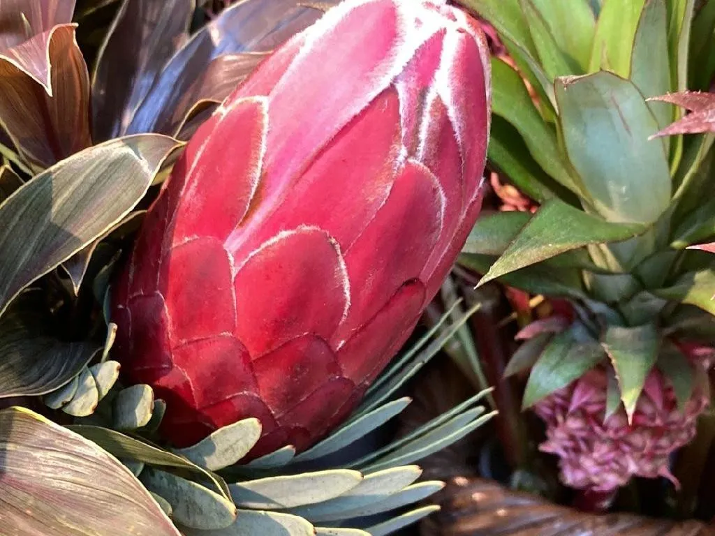Warum blht mein Protea neriifolia nicht? Tipps zur Fehlersuche fr Protea  neriifolia