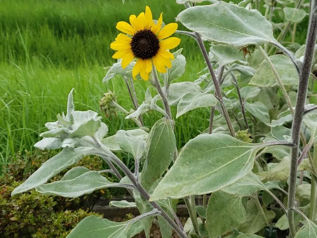 ミニひまわりが咲かない理由：トラブルシューティングのヒント