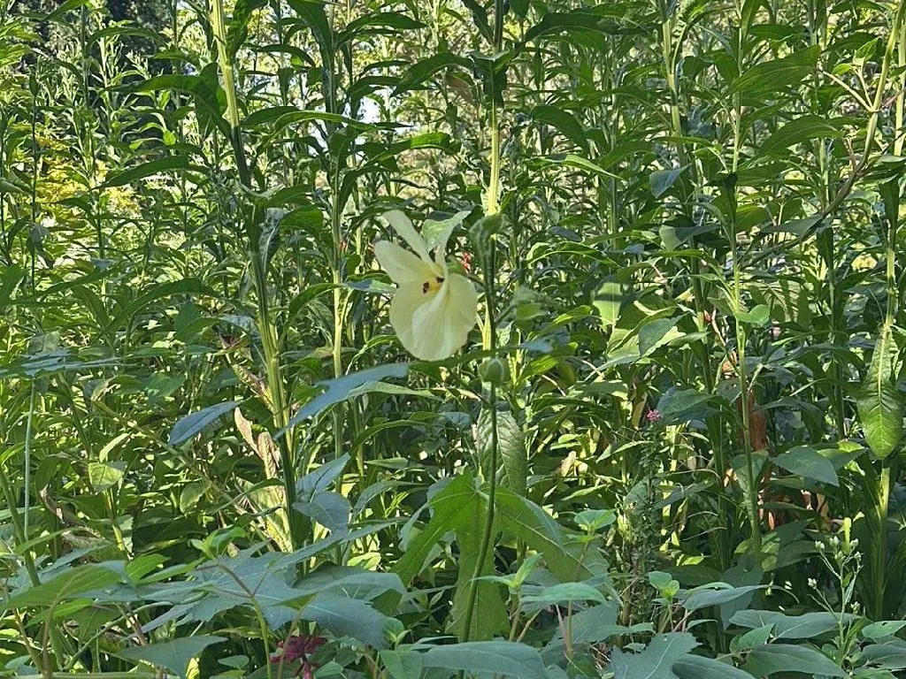 Pourquoi votre Gombo ne fleurit pas : Conseils de dpannage pour  Abelmoschus esculentus
