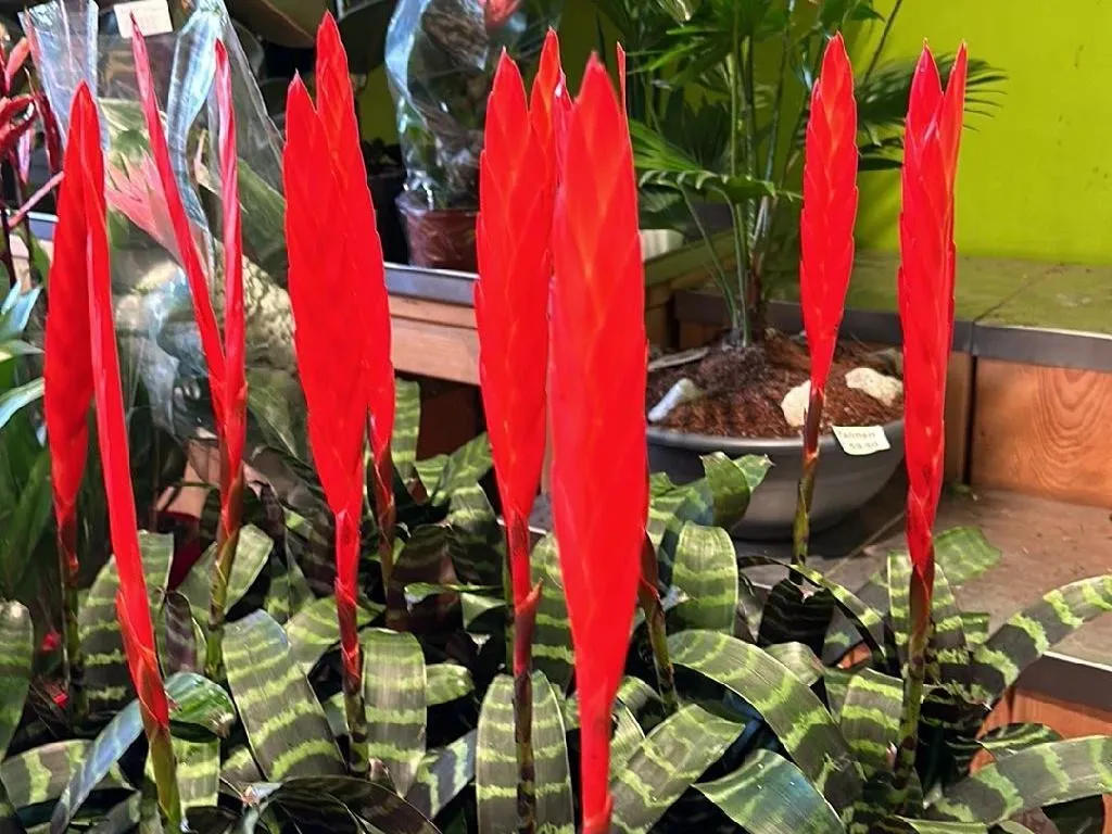 Why Your Flaming sword bromeliad Won't Bloom: Tips and Solutions