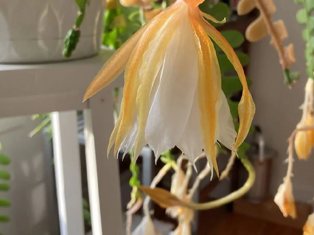 matucana kaktus Matucana Madisoniorum – Kesslers Cacti main image 0