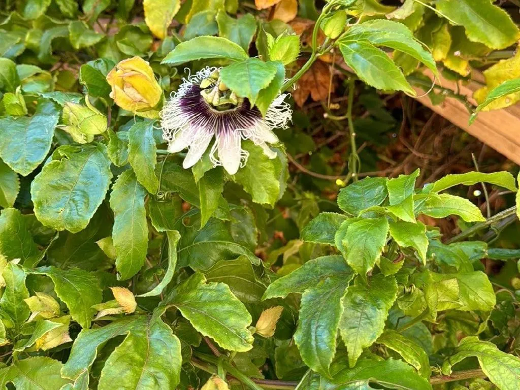 Pourquoi mon Fruit de la passion ne fleurit-il pas ? Comprendre les dfis  de la floraison