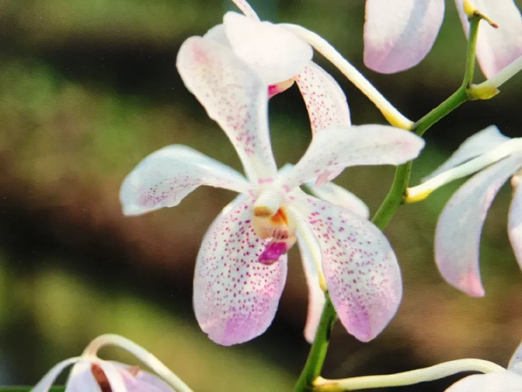 ファレノプシス・ウィルソニーが咲かない理由は？ケアとトラブル