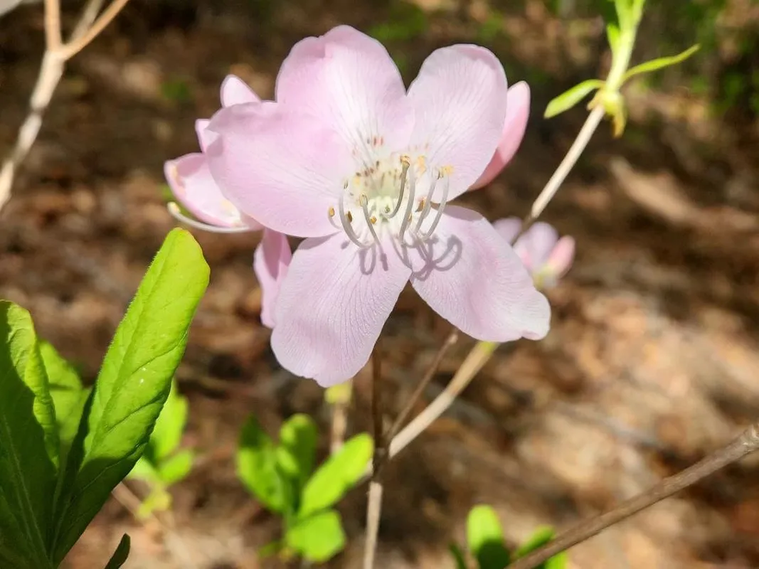クロフネツツジ（黒船躑躅）を月の庭に取り入れる方法