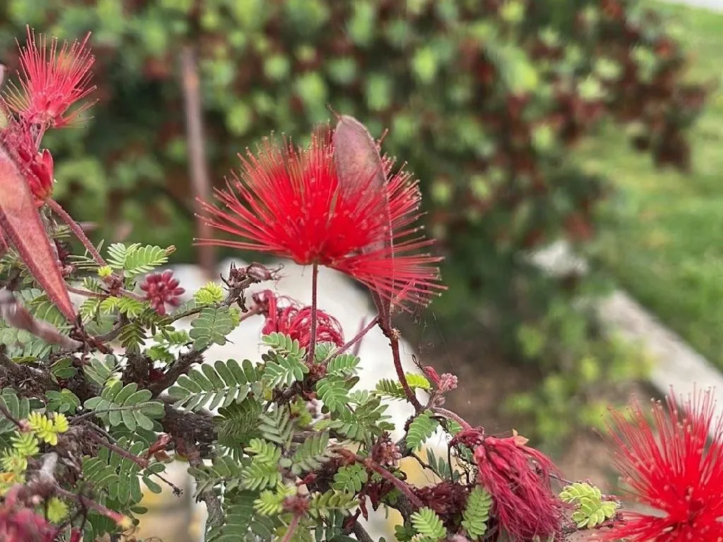 Plantas Del Jardín Lunar Victoriano