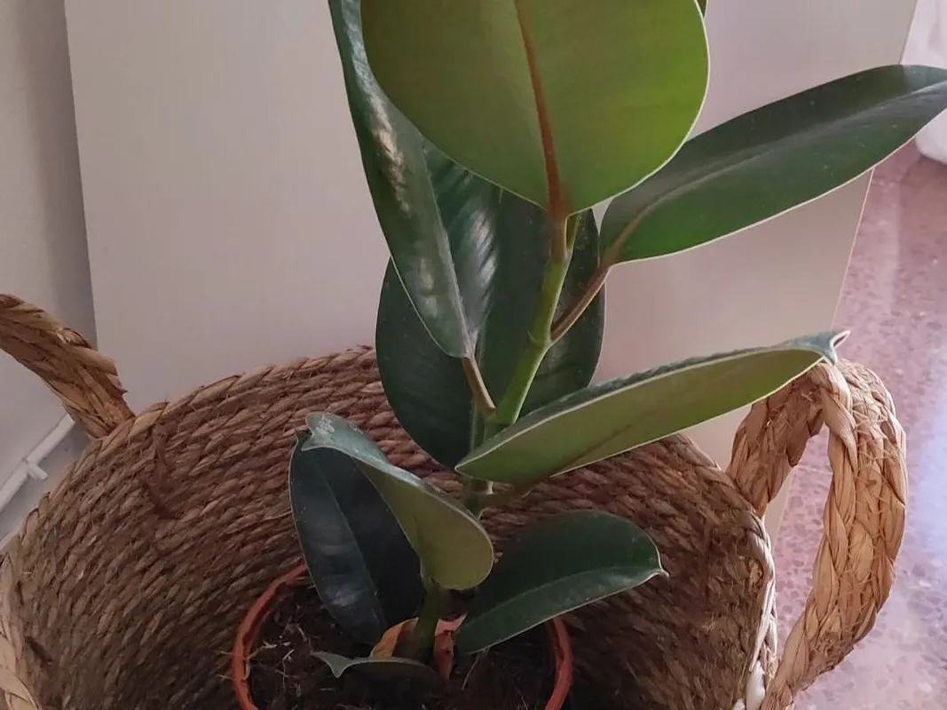 kentia palme trockene blätter Kentia Palme (Howea fosteriana)