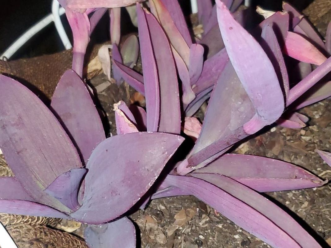 ムラサキゴテン（紫御殿）の植え替え方法：簡単ガイド