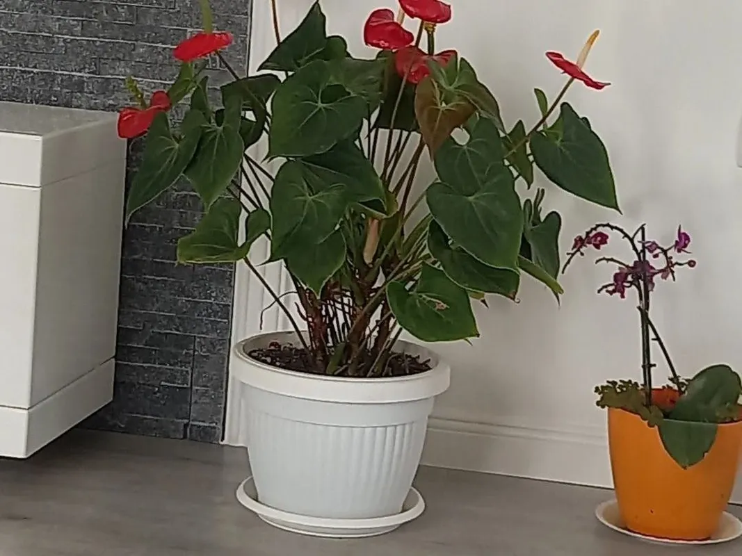 Wie topft man eine Anthurium warocqueanum erfolgreich um?